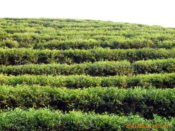 湖南省吉祥天生物科技 綠茶產品矩陣與中草藥科技領域的專業咨詢服務